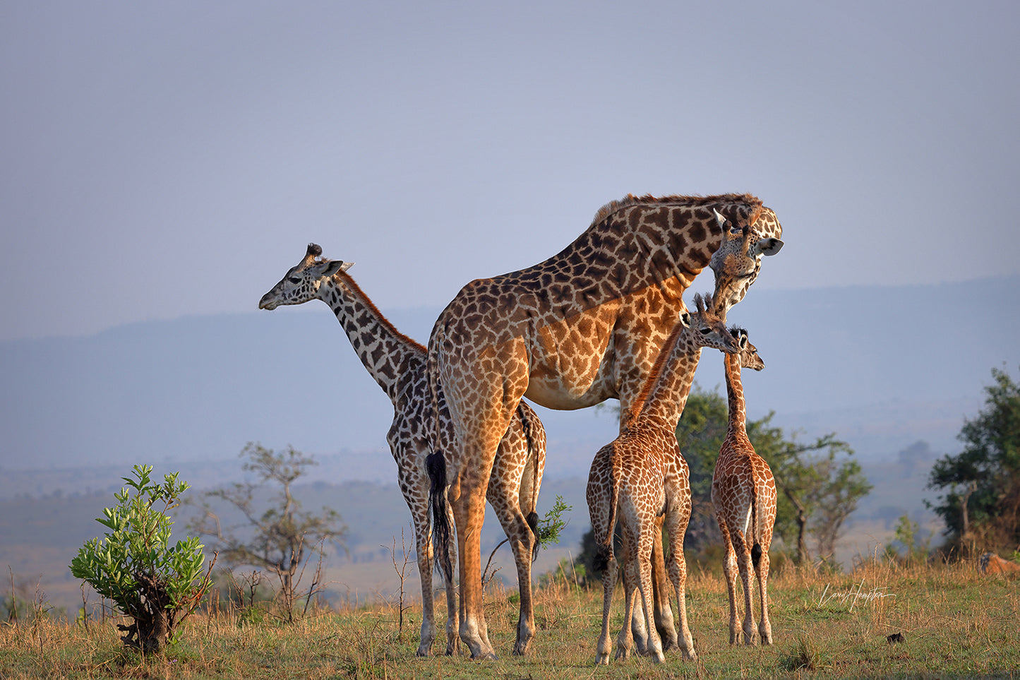 The Babysitter - Fine Art Color Print of a giraffe mother and her young in the Serengeti