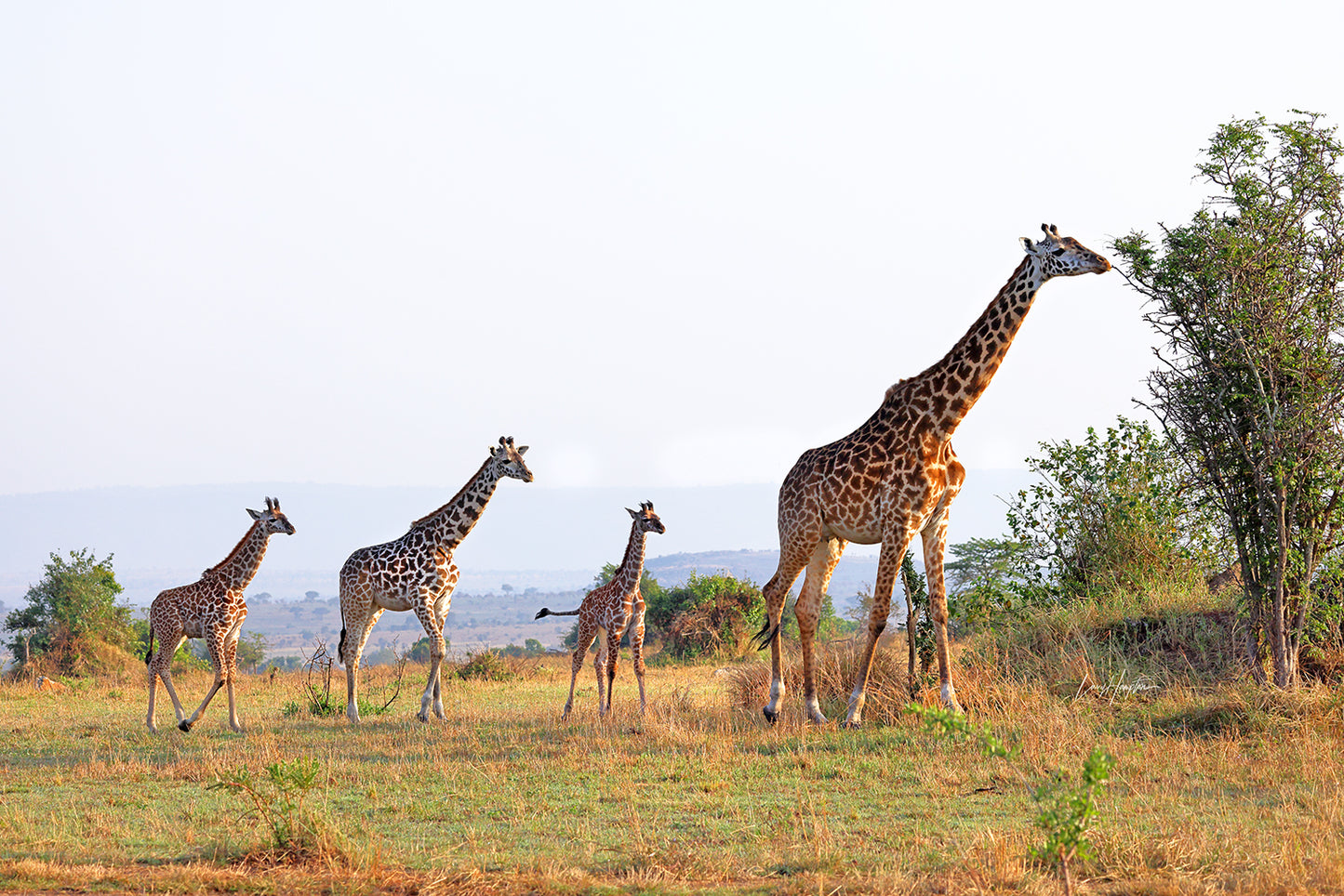 Tree Topper - Fine Art Color Print of a giraffe mother and her young in the Serengeti