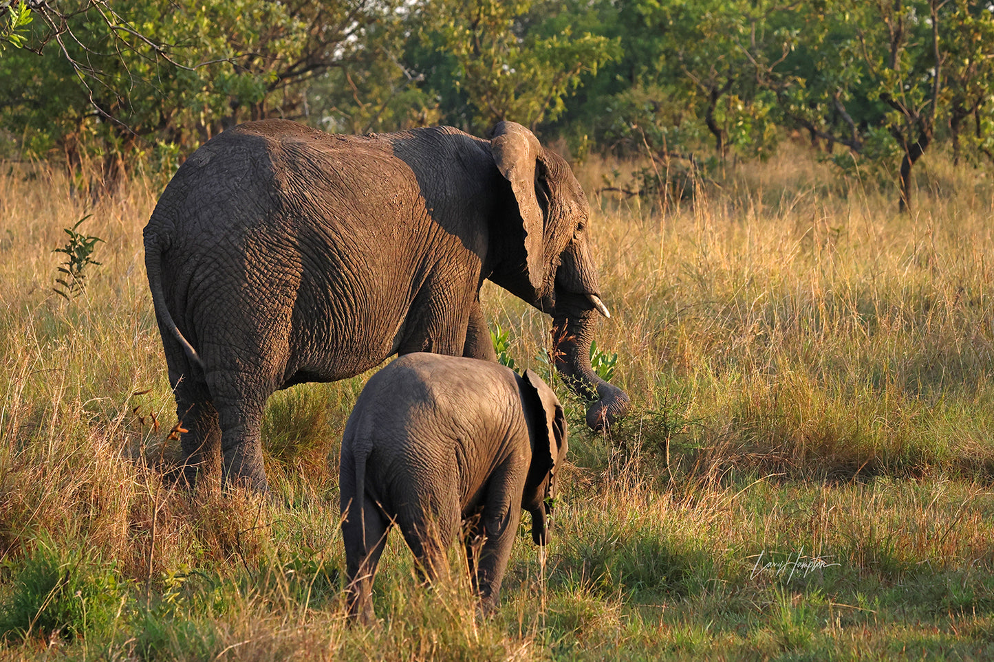 Elephant Mother And Calf - Fine Art Color Wildlife Prints in the Serengeti