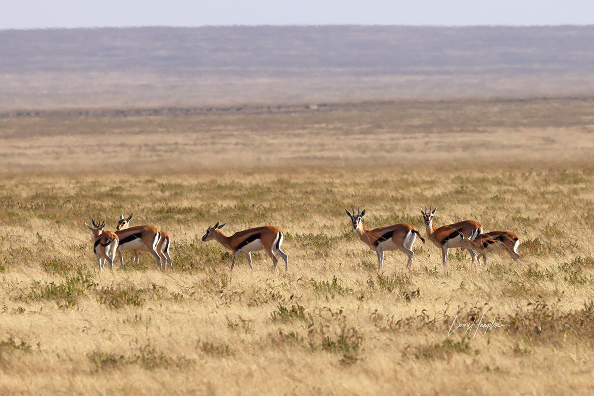 Grazing Thomson's Gazelles - Fine Art Photography Print by Larry Hampton