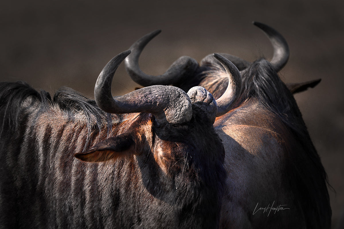 Light Sculpts Power: Wildebeest Horn Portrait