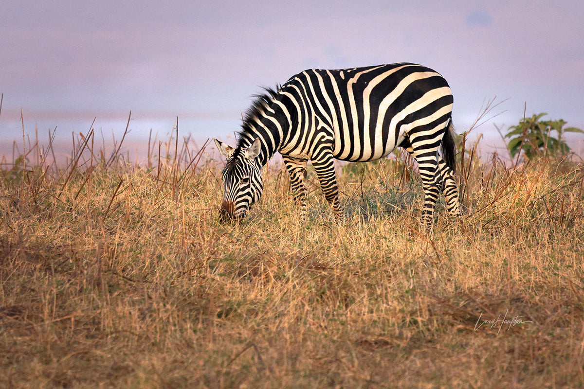Stripes of Individuality - Fine Art Color Print of a Zebra in the Serengeti
