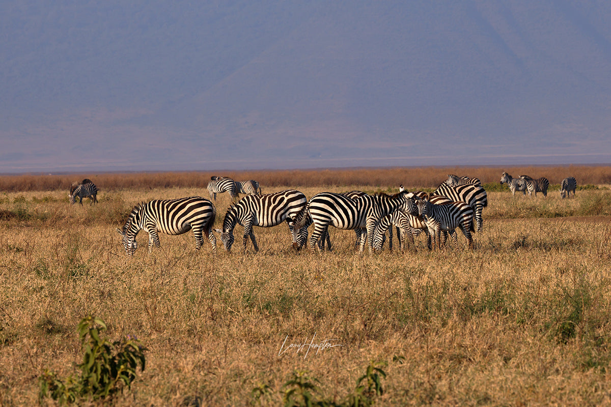 Grazing Zebras - Fine Art Photography Print by Larry Hampton
