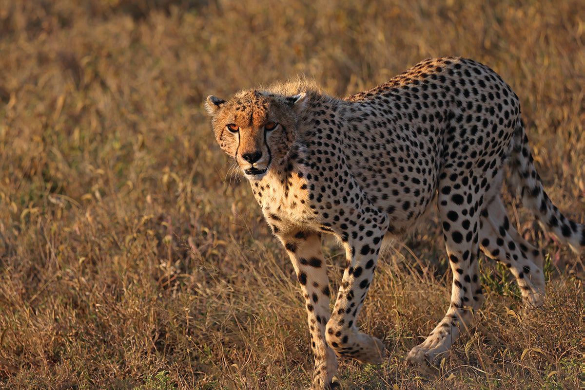 Cheetah's Wild Elegance - Fine Art Color Print of a Cheetah in the Serengeti