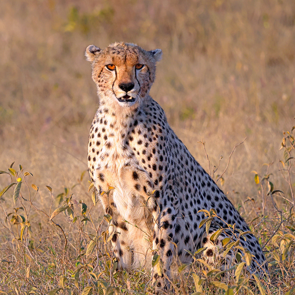 Regal Repose - Fine Art Color Print of a Cheetah in the Serengeti