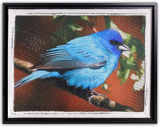 INDIGO BUNTING BW9227 by KAREN & LARRY HAMPTON