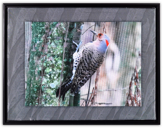 NORTHERN FLICKER BW8840  by KAREN & LARRY HAMPTON