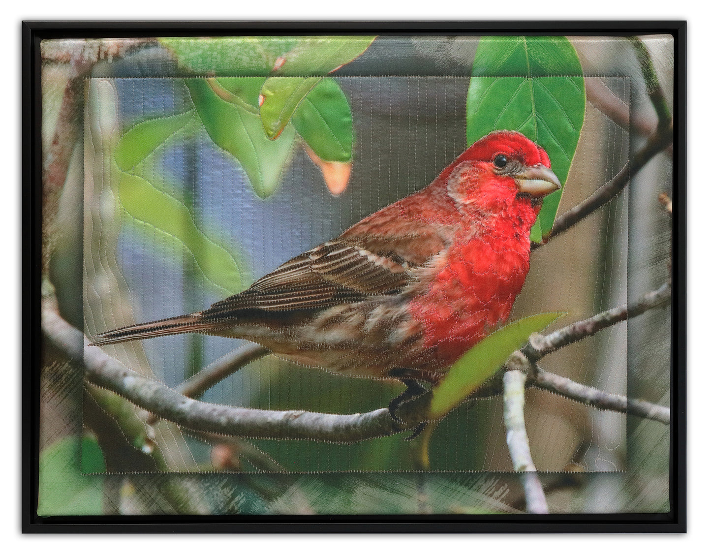 HOUSE FINCH BW2138 by KAREN & LARRY HAMPTON