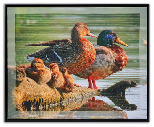 MALLARDS BW2156 by KAREN & LARRY HAMPTON