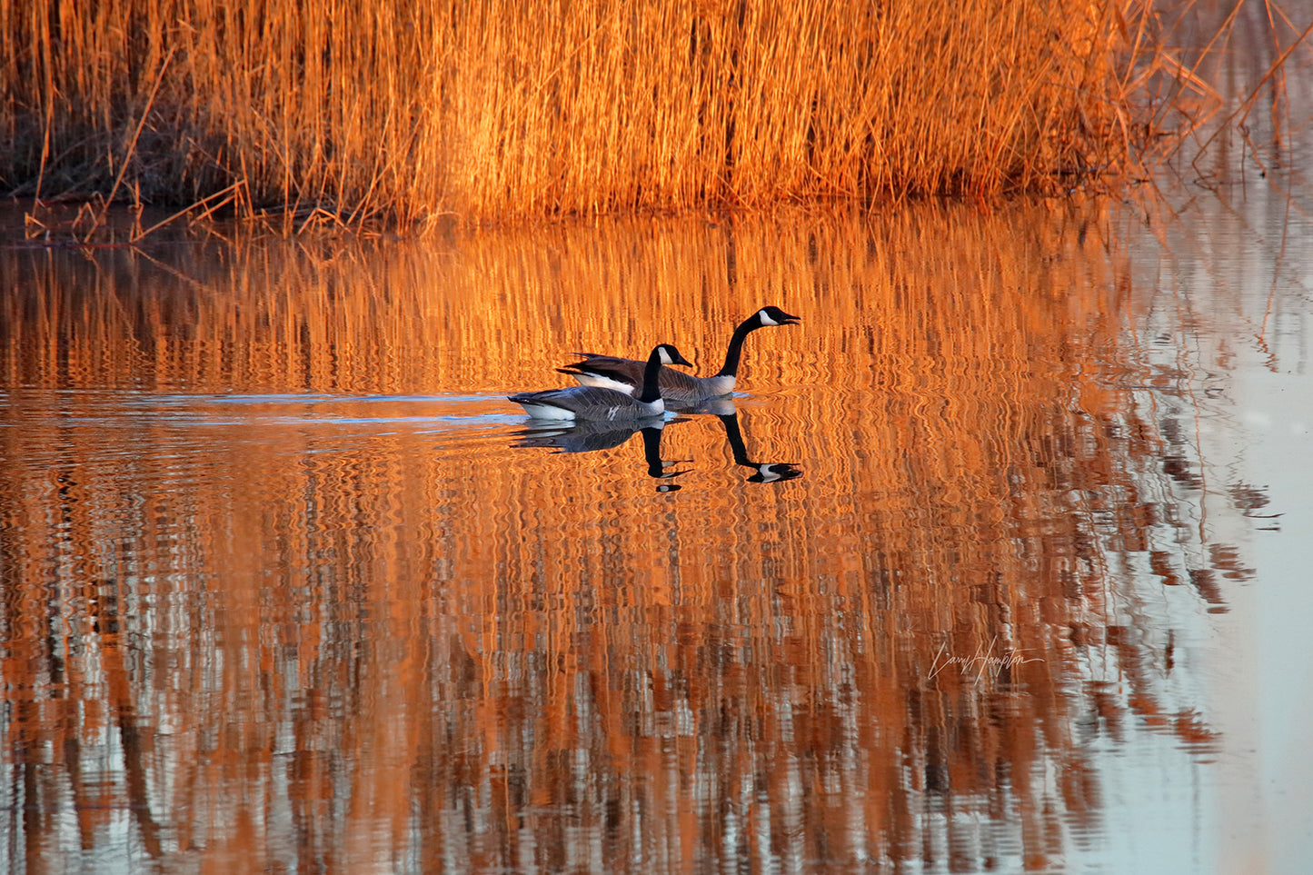 On Golden Pond 5329 by LARRY HAMPTON