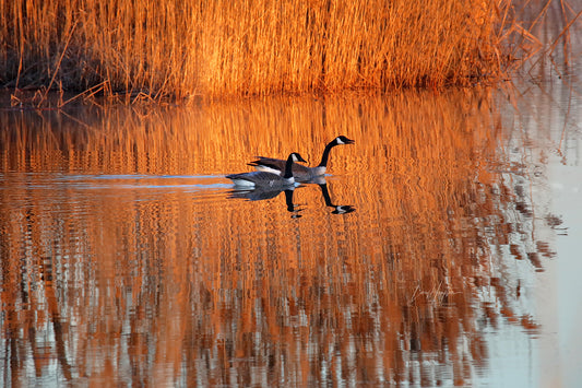 On Golden Pond 5329 by LARRY HAMPTON