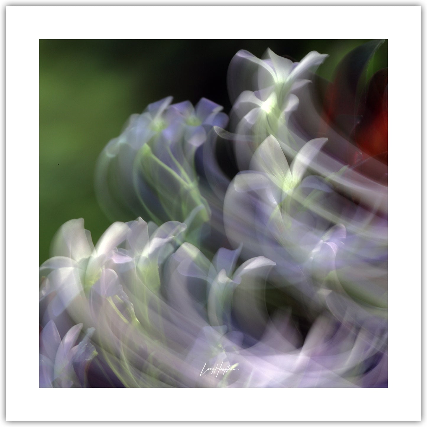 Dance of the Flowers - ICM photo print of flowers blended in mesmerizing harmony.