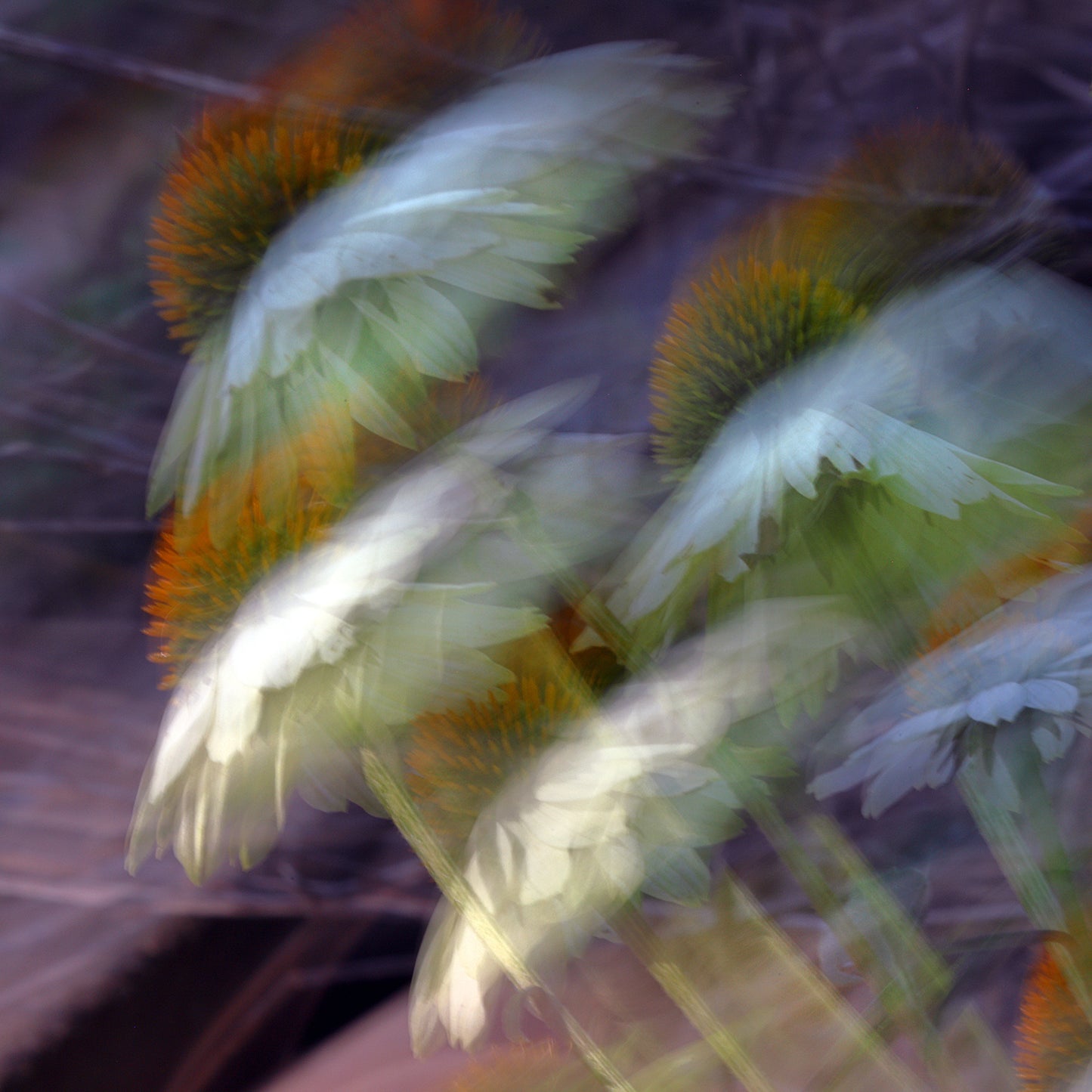 Floral Ballet – White Echinacea Impressionist Canvas Art Print