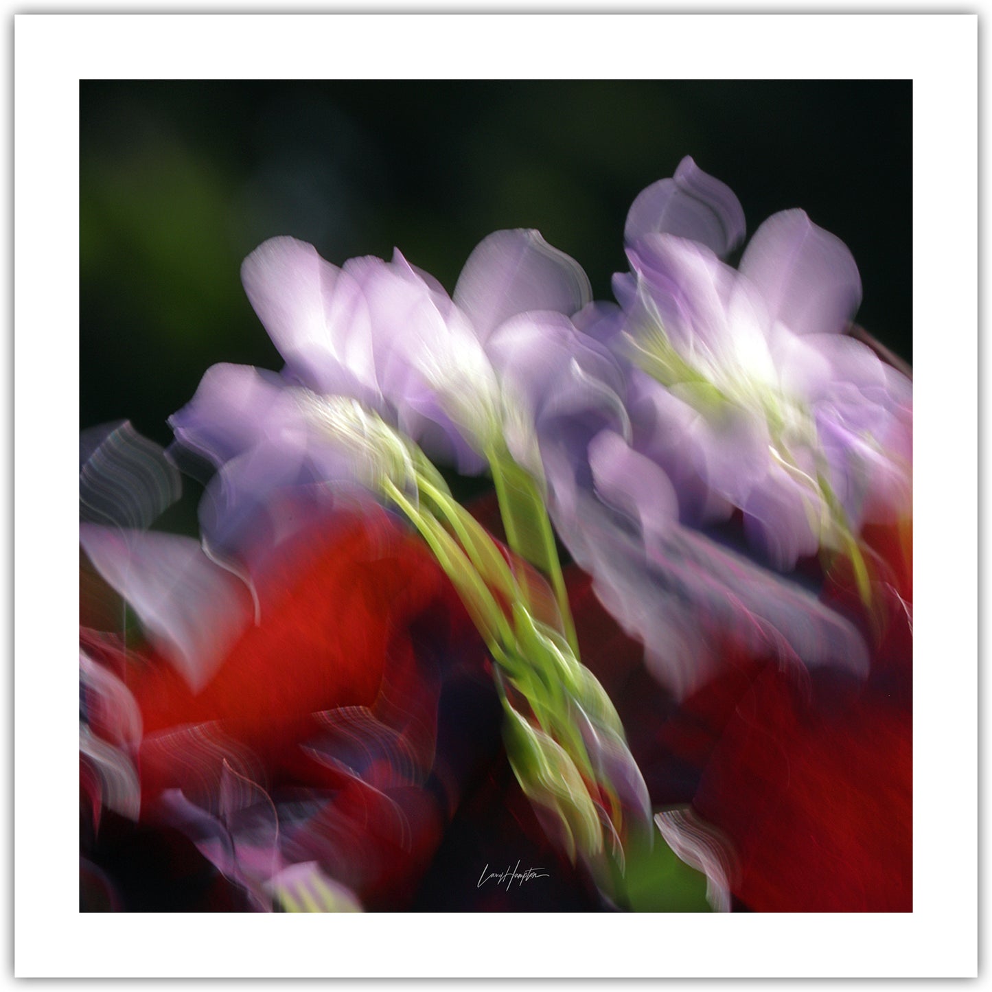 Gentle Unfurling - ICM photo print of flowers blended in mesmerizing harmony.