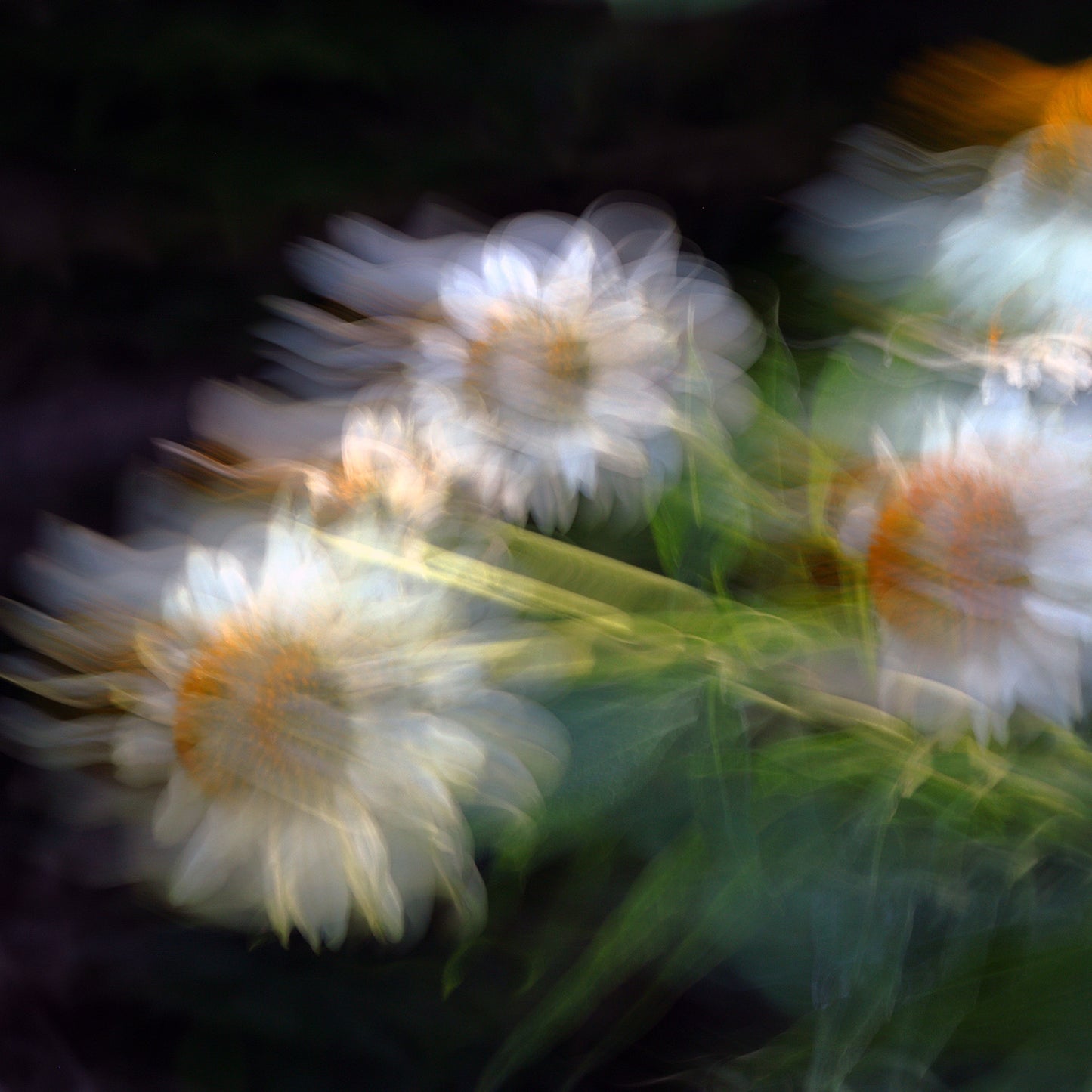 Luminous Aura – White Echinacea Impressionist Canvas Art Print