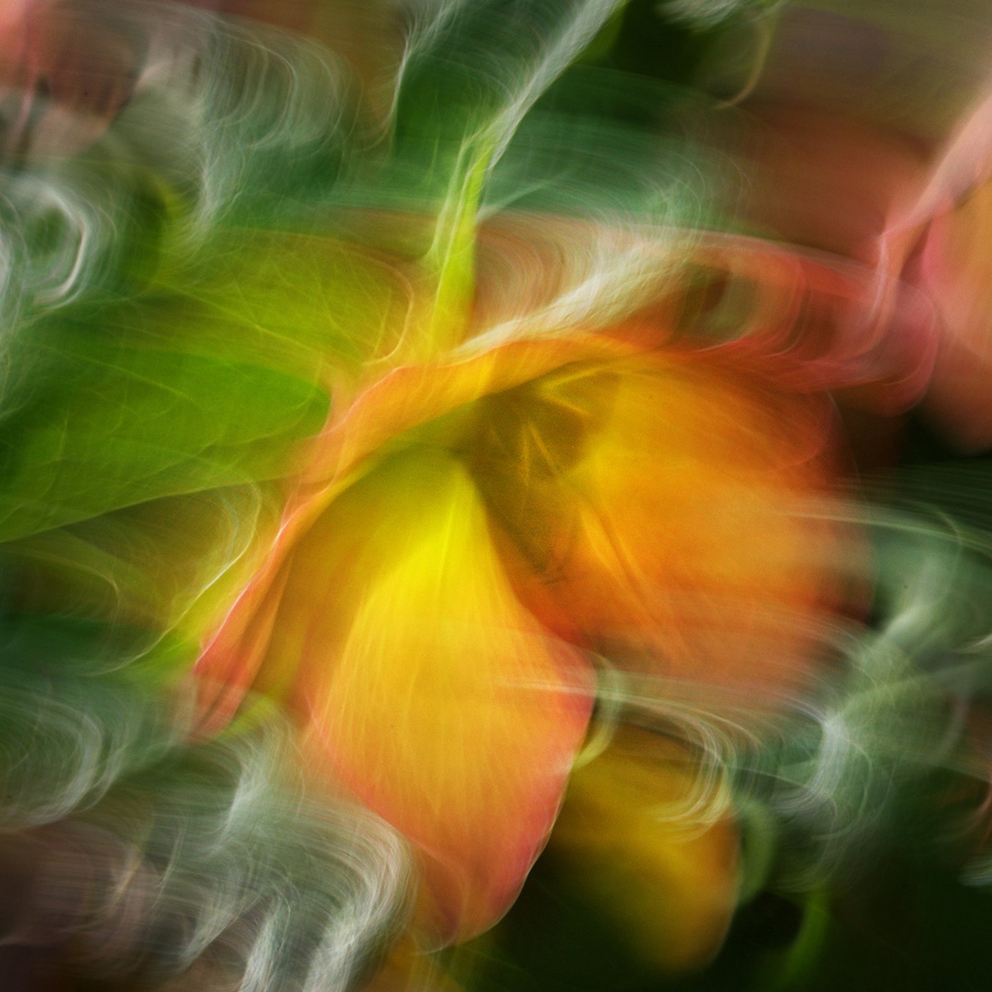 Shimmering Amber – Oracle Rose Impressionist Canvas Art Print