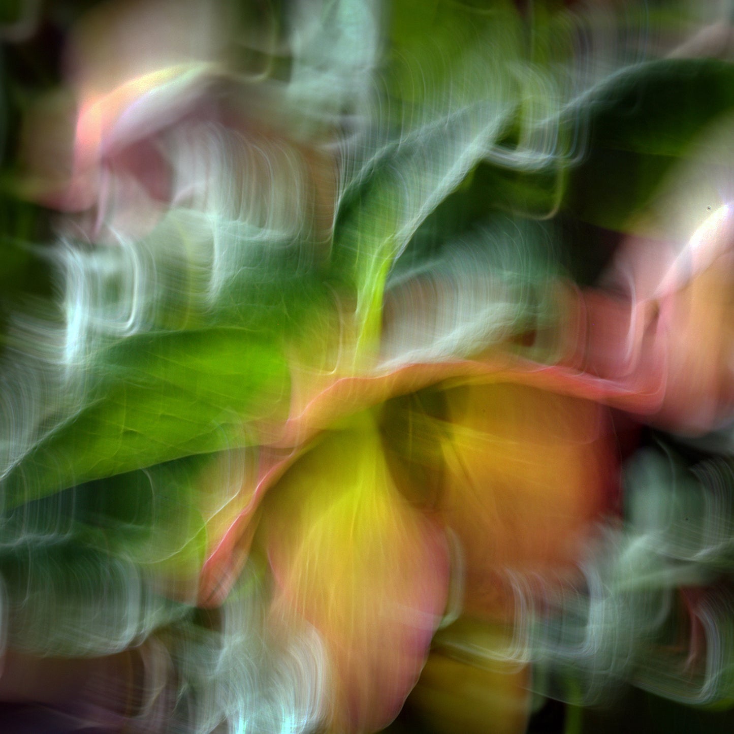 Soft Ember Glow – Lenten Rose Impressionist Canvas Art Print