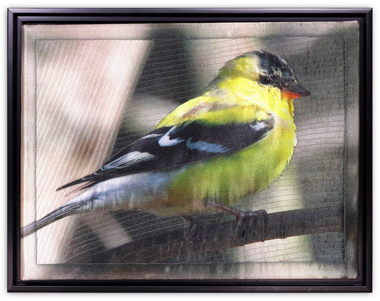 GROSBEAK BW9110 by KAREN & LARRY HAMPTON