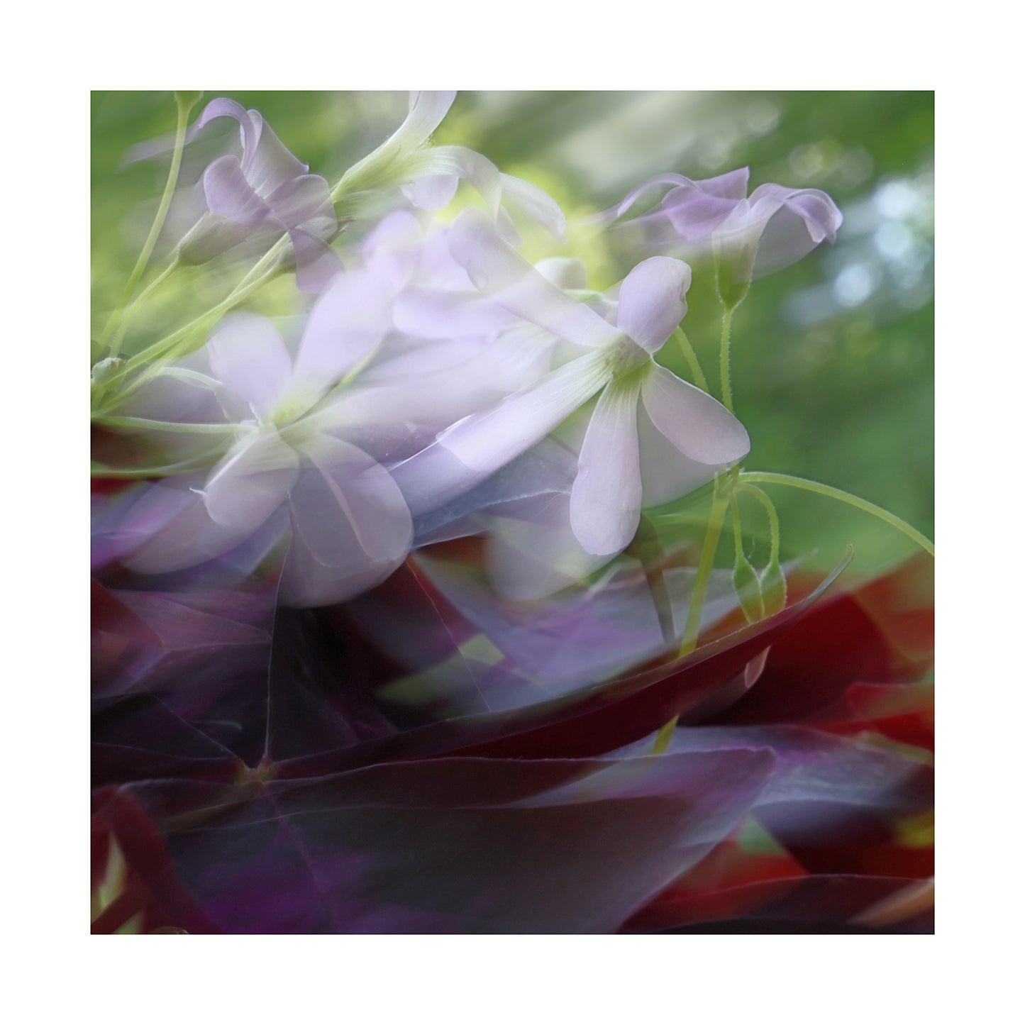 Whispers of Spring - ICM photo print of flowers blended in mesmerizing harmony.