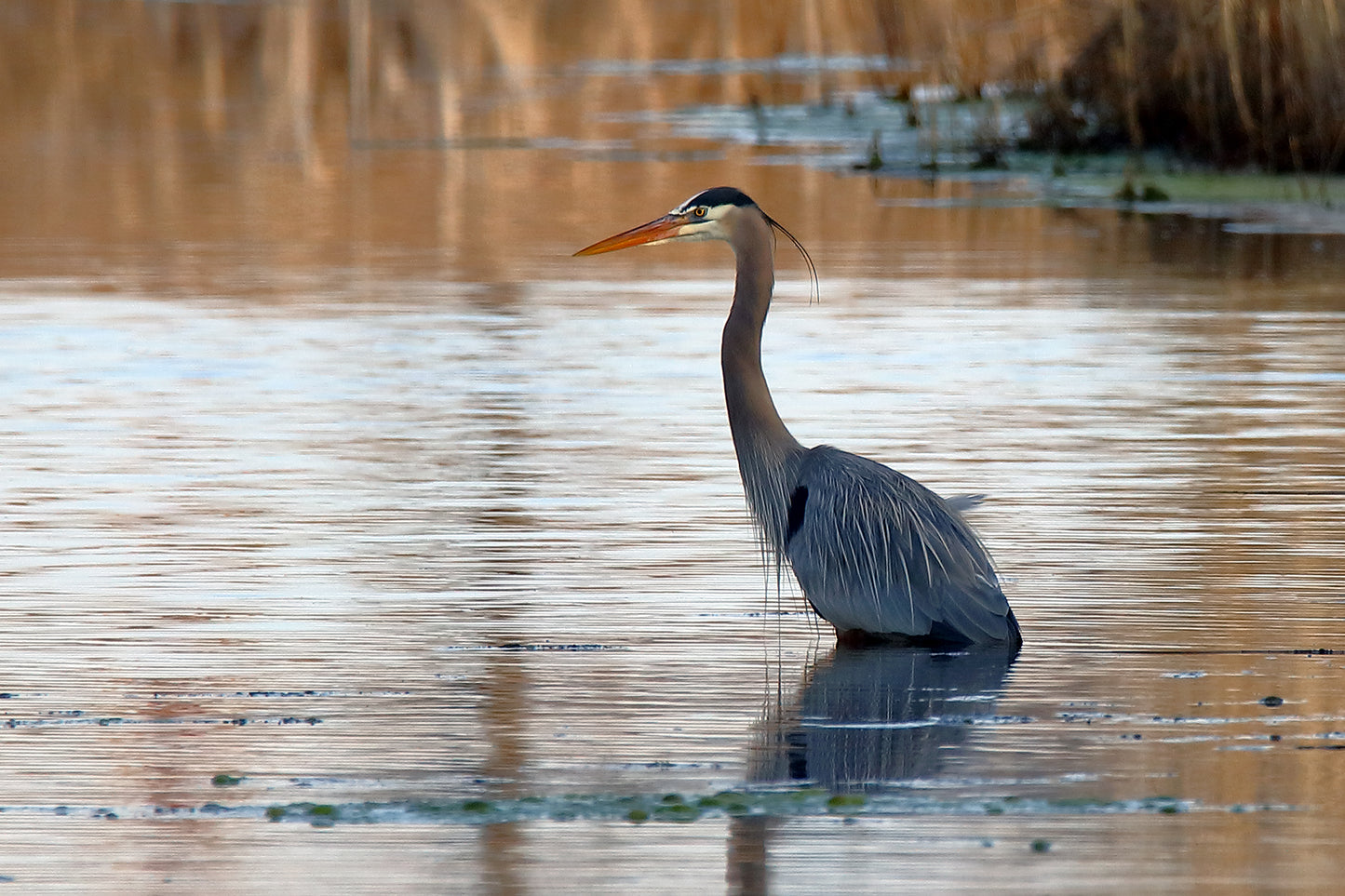 Great Blue Heron by LARRY HAMPTON