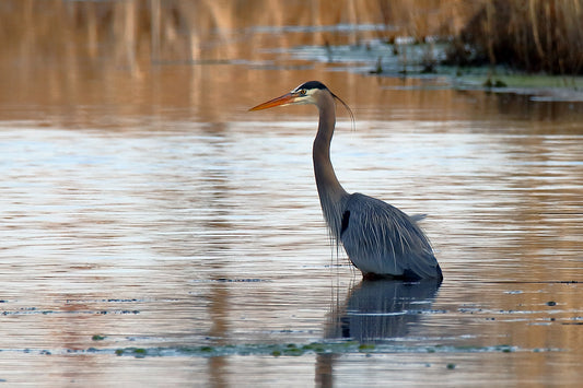 Great Blue Heron by LARRY HAMPTON