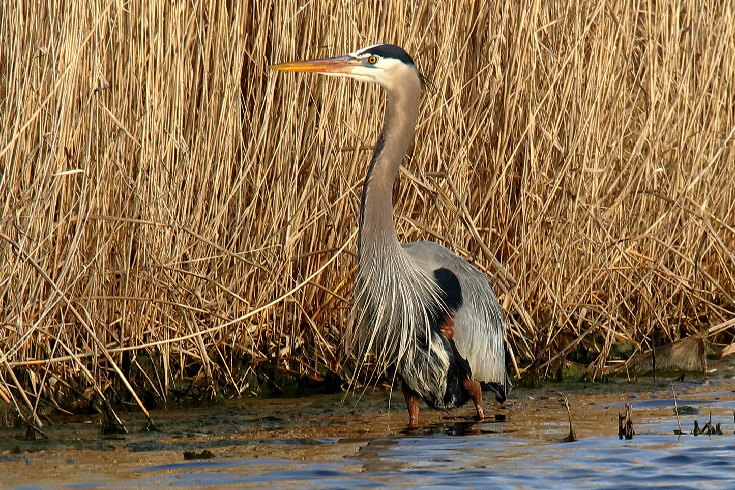 Great Blue Profile by LARRY HAMPTON