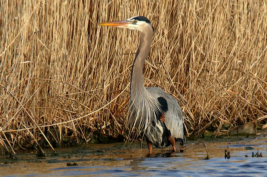 Great Blue Profile by LARRY HAMPTON