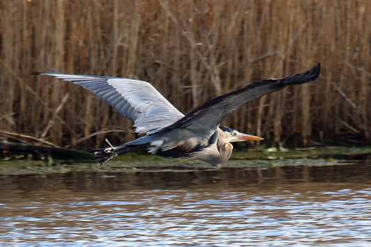 Great Blue Flight by LARRY HAMPTON