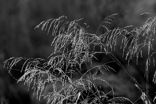 Dew Drop Monochrome by LARRY HAMPTON