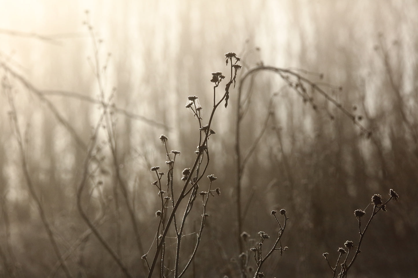 Soft-hues by LARRY HAMPTON