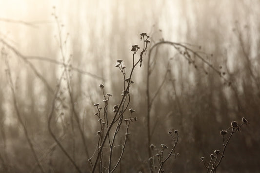 Soft-hues by LARRY HAMPTON