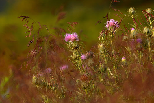 PURPLE THISTLE by LARRY HAMPTON