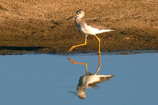Greater Yellowlegs by LARRY HAMPTON