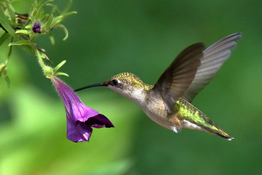 Ruby-Throated Hummingbird 9547 by LARRY HAMPTON