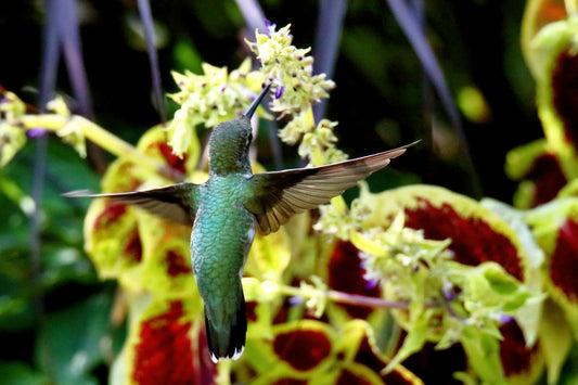 Ruby-Throated Hummingbird 9633 by LARRY HAMPTON