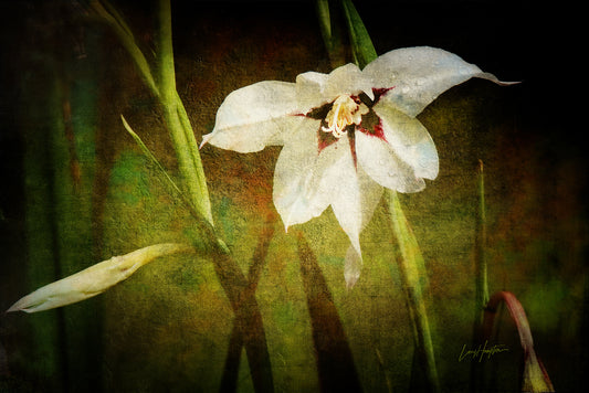 Gladiolus on Canvas by LARRY HAMPTON