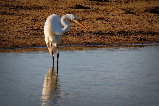 AFTERNOON LIGHT 5579 by LARRY HAMPTON