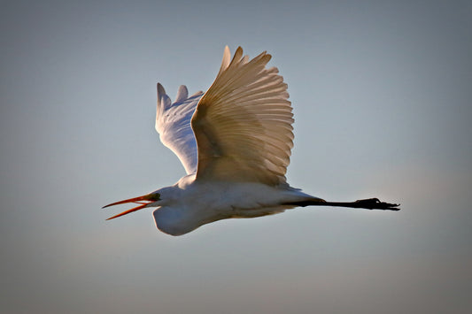 AIRPLANE MODE 5642 by LARRY HAMPTON