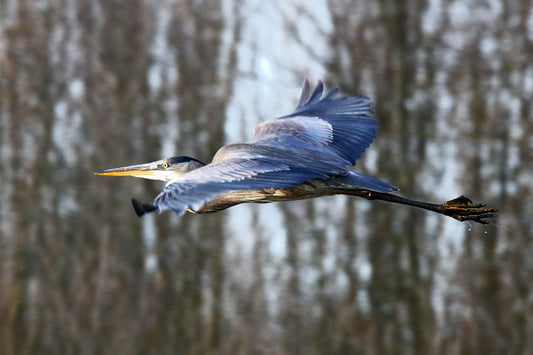 BLUE STREAK by LARRY HAMPTON