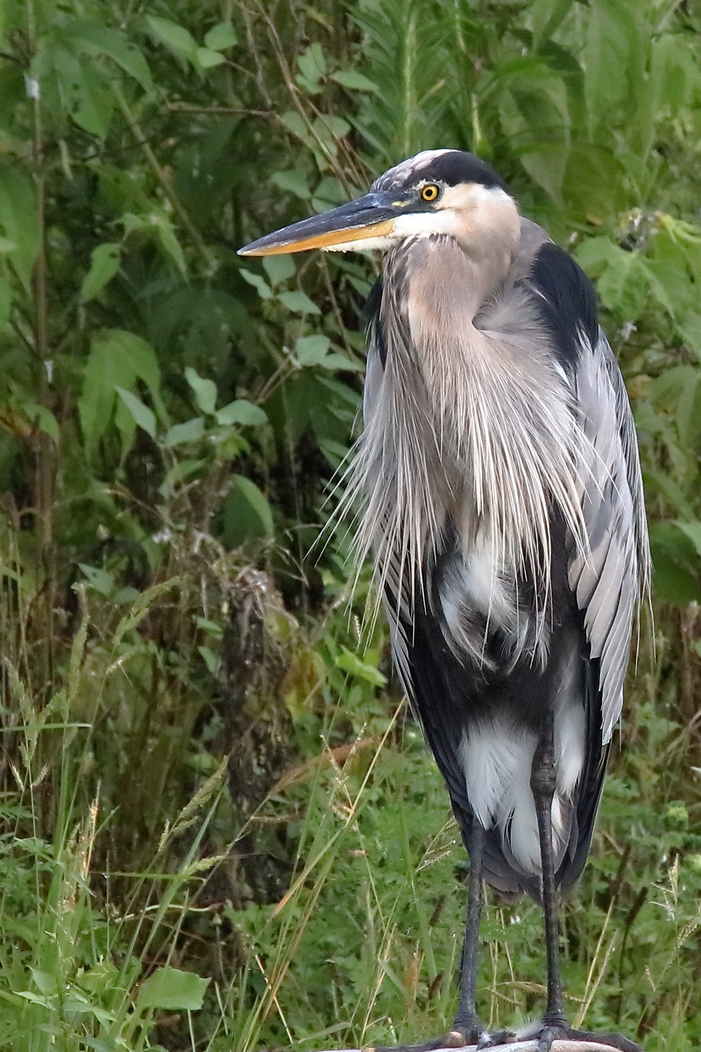 Black Tie, Blue Heron 1605 by LARRY HAMPTON