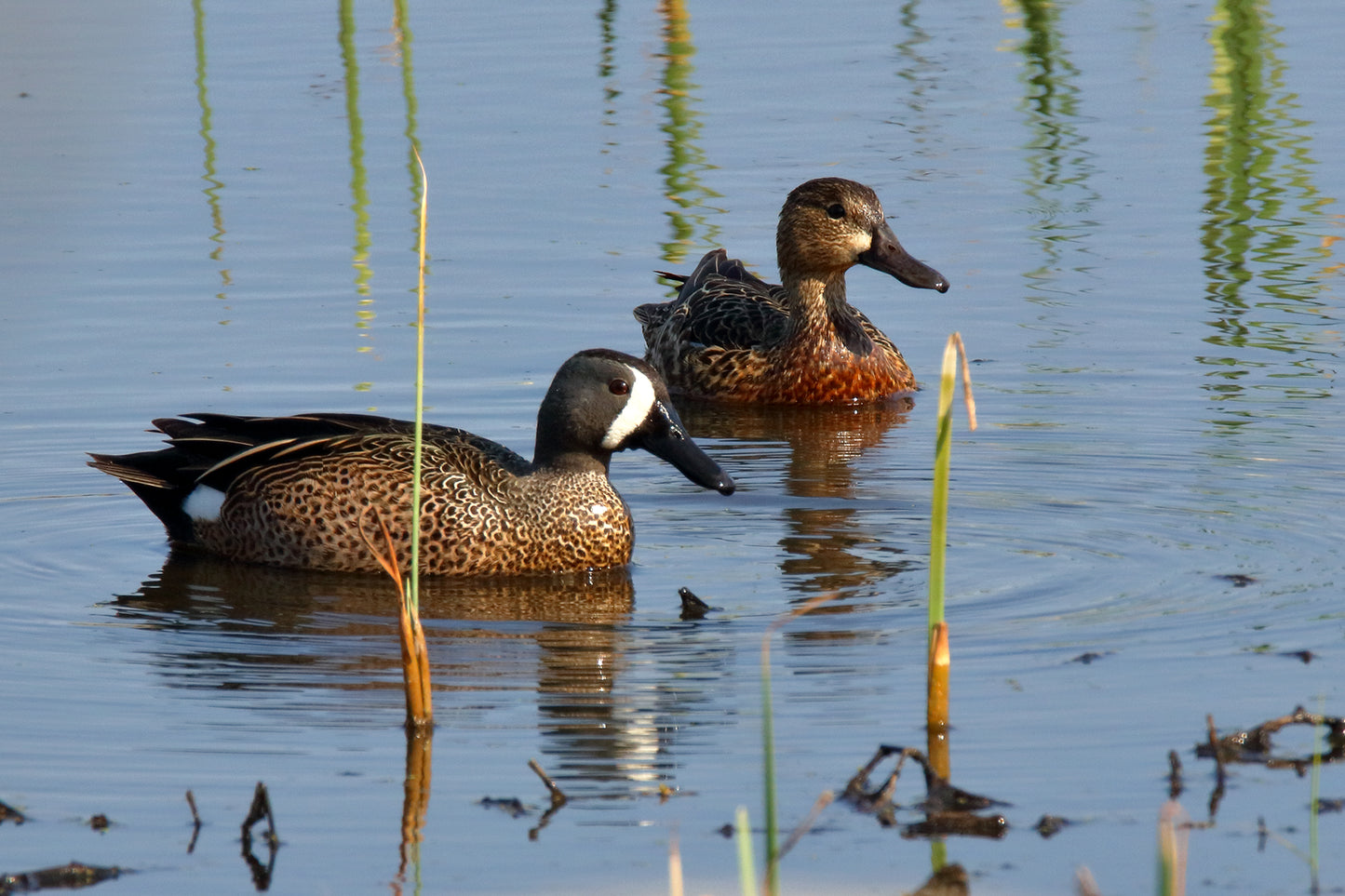 A Pair of Blue-winged Teals by LARRY HAMPTON