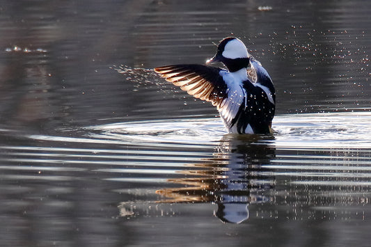 Bufflehead by LARRY HAMPTON