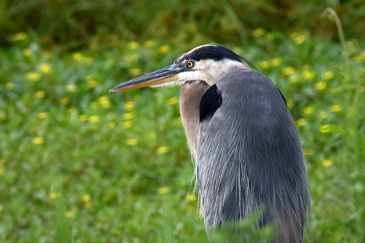 Portrait of a Great Blue Heron 1665 by LARRY HAMPTON