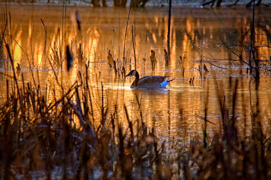 Canada Goose 3042 by LARRY HAMPTON