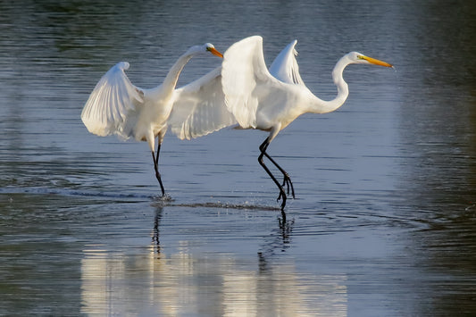 Dancing Egrets 7955 by LARRY HAMPTON