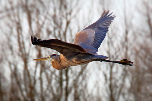 Dawn's Early Flight by LARRY HAMPTON
