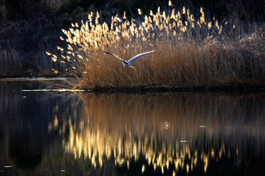 Dawn's Early LIGHT by LARRY HAMPTON