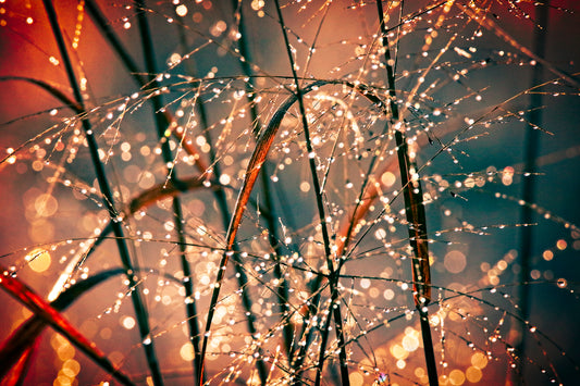 Dew Drop Chroma by LARRY HAMPTON