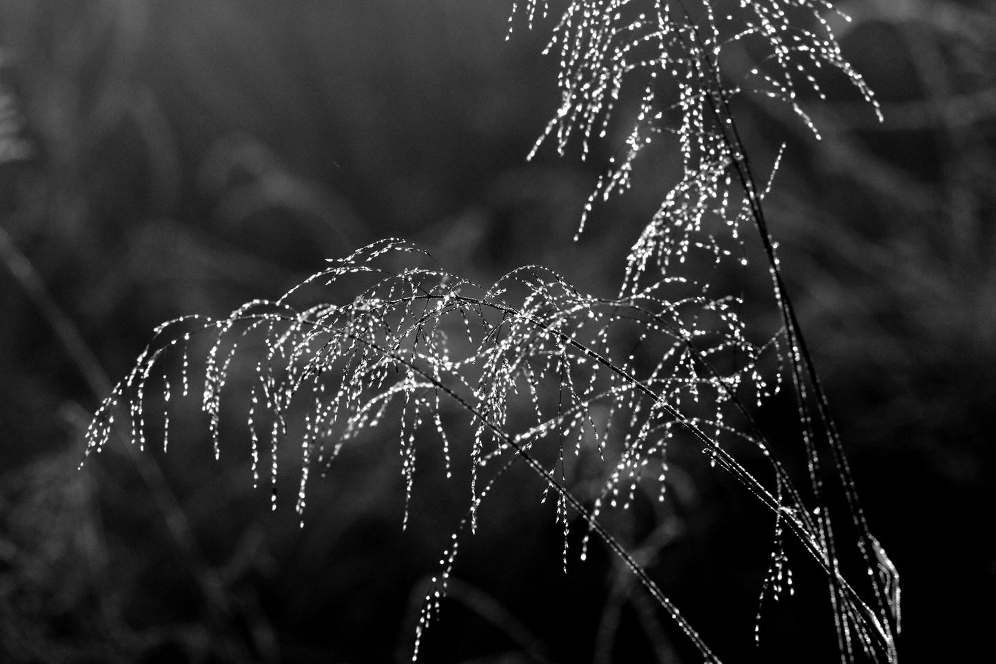Diamond Dew Drops by LARRY HAMPTON