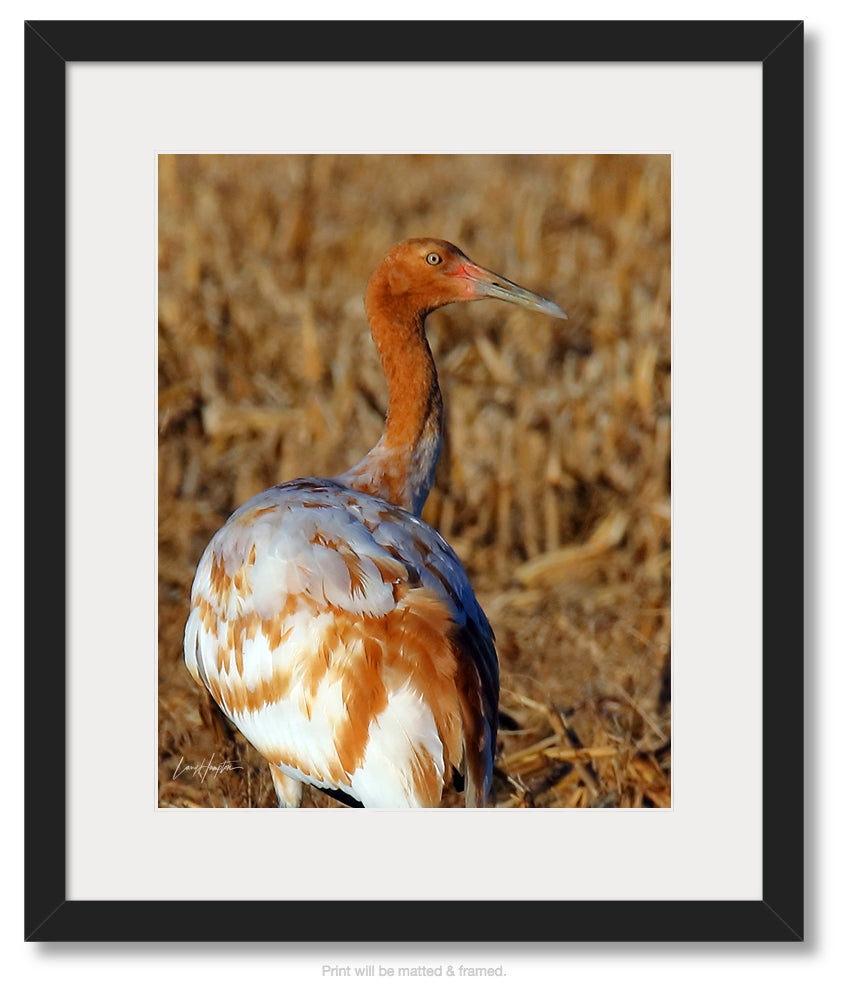Juvenile Whooping Crane by LARRY HAMPTON